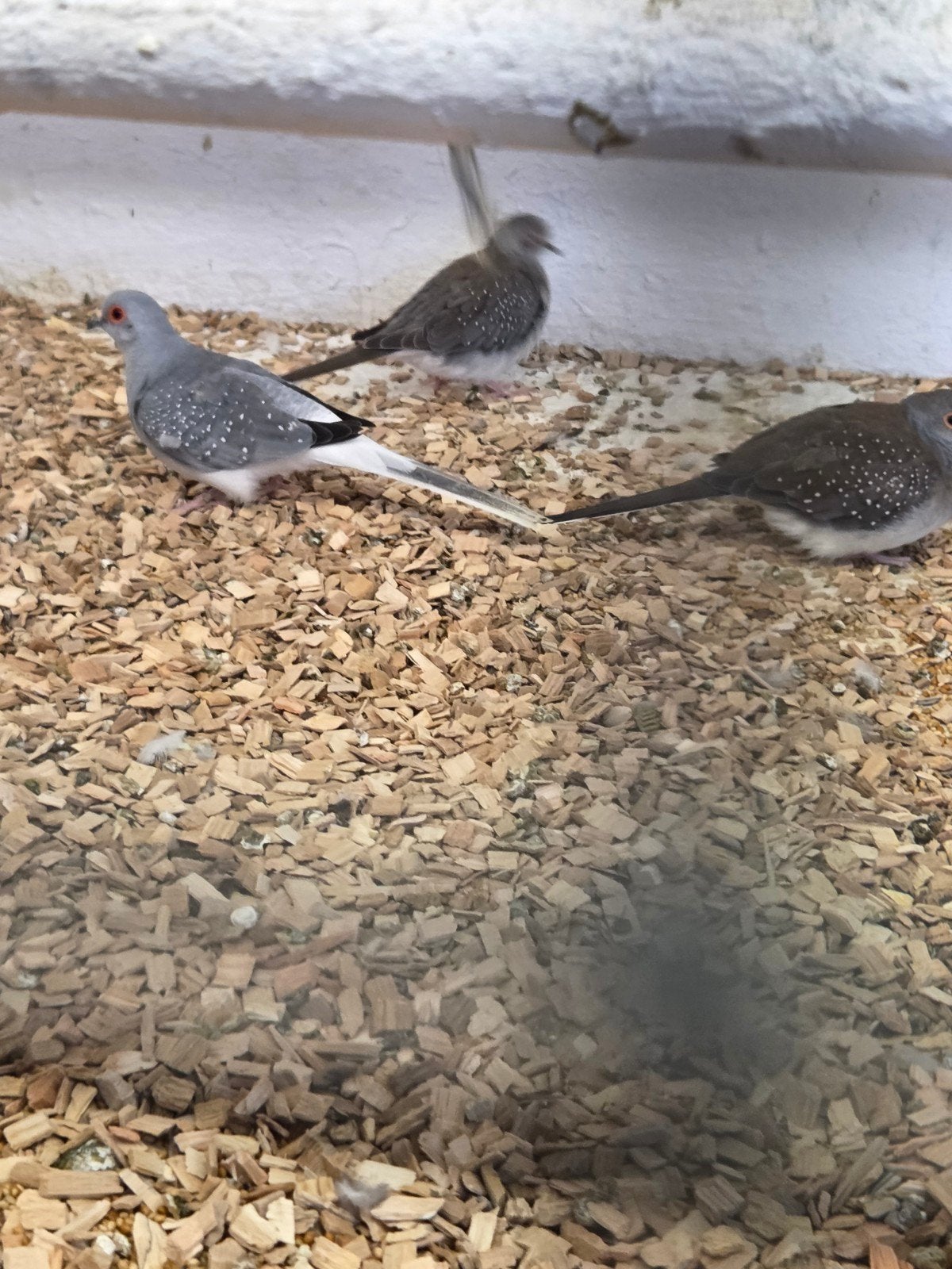 diamant duiven, Dieren en Toebehoren
