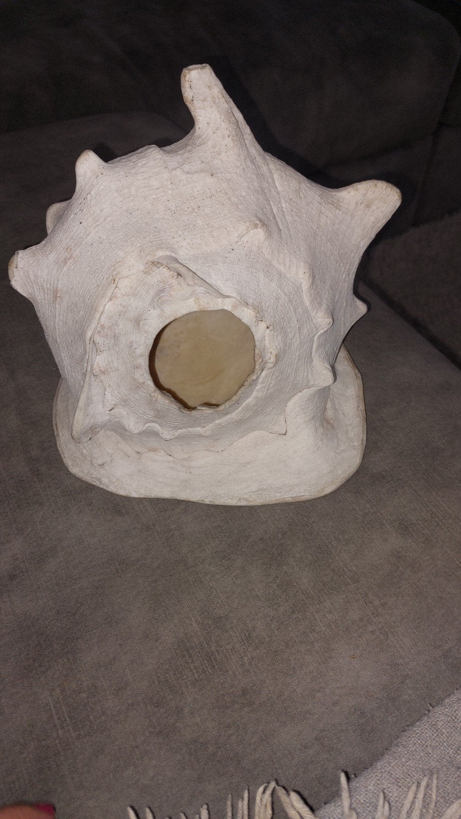 grote schelp uniek exemplaar, Ophalen of Verzenden, Schelp(en)