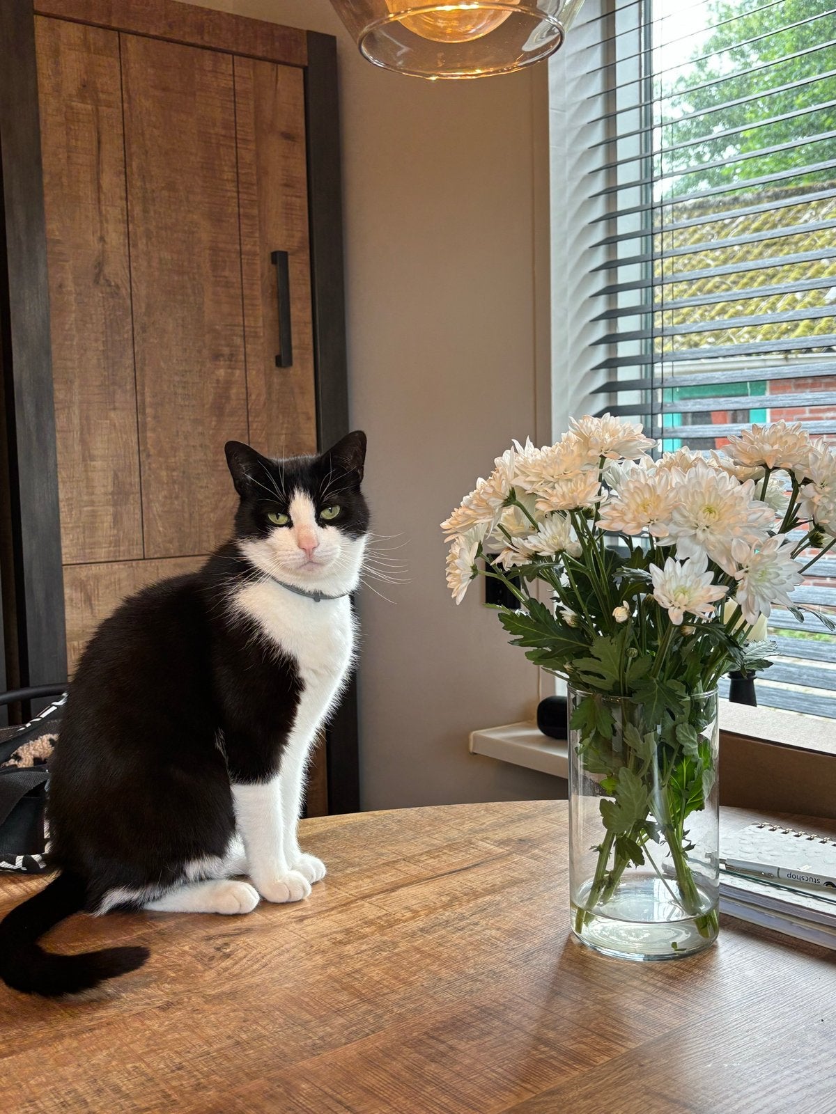 Twee hele lieve aanhankelijk katers, Kater, Kortharig, 6 jaar of ouder