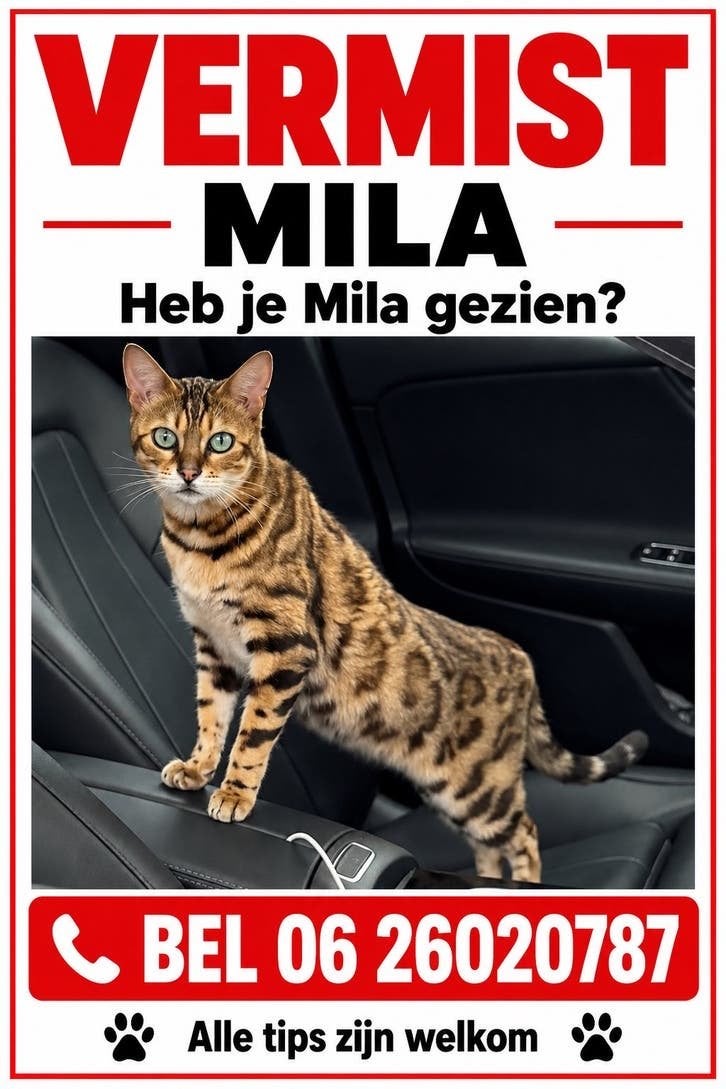 Kat vermist, Kat