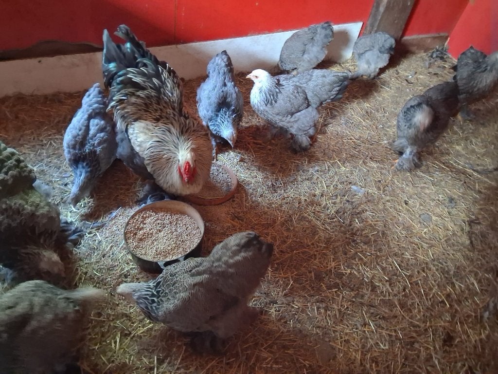 5 trio Brahma kippen, Meerdere dieren, Kip