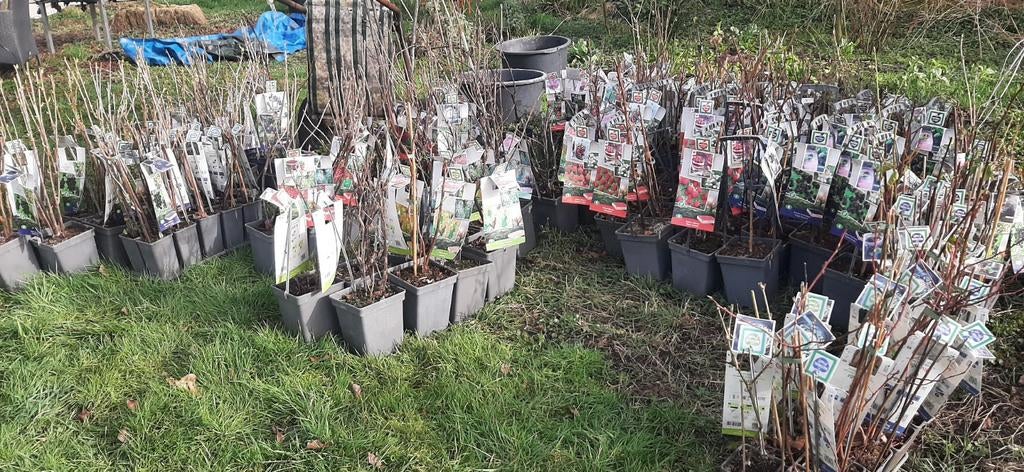 Diverse bessen en bramen planten, Tuin en Terras, Planten | Fruitbomen, Ophalen, Minder dan 100 cm, Lente, Overige soorten