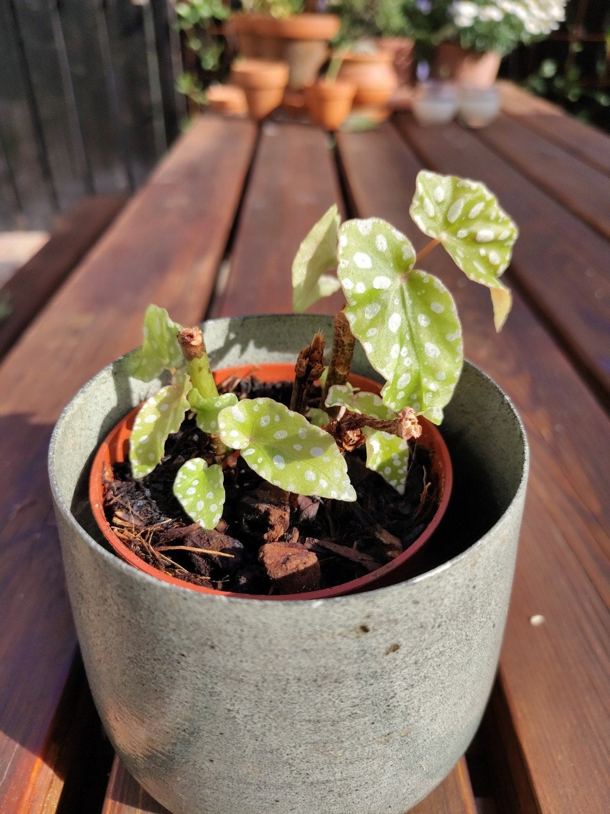 Stekken Begonia Maculata (Stippenbegonia), Overige soorten, Minder dan 100 cm, Bloeiende kamerplant, Halfschaduw