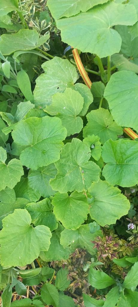 GRATIS  : (sier)POMPOENEN plantjes, Ophalen, Volle zon