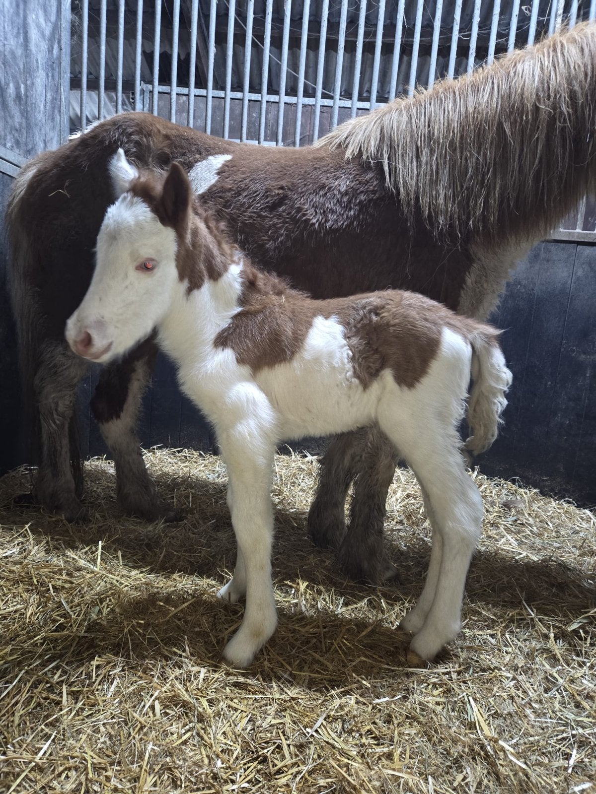 Ijslander veulens homyzogoot splash smokey cream enz, Dieren en Toebehoren, Met stamboom, Niet van toepassing, 0 tot 2 jaar, Meerdere dieren