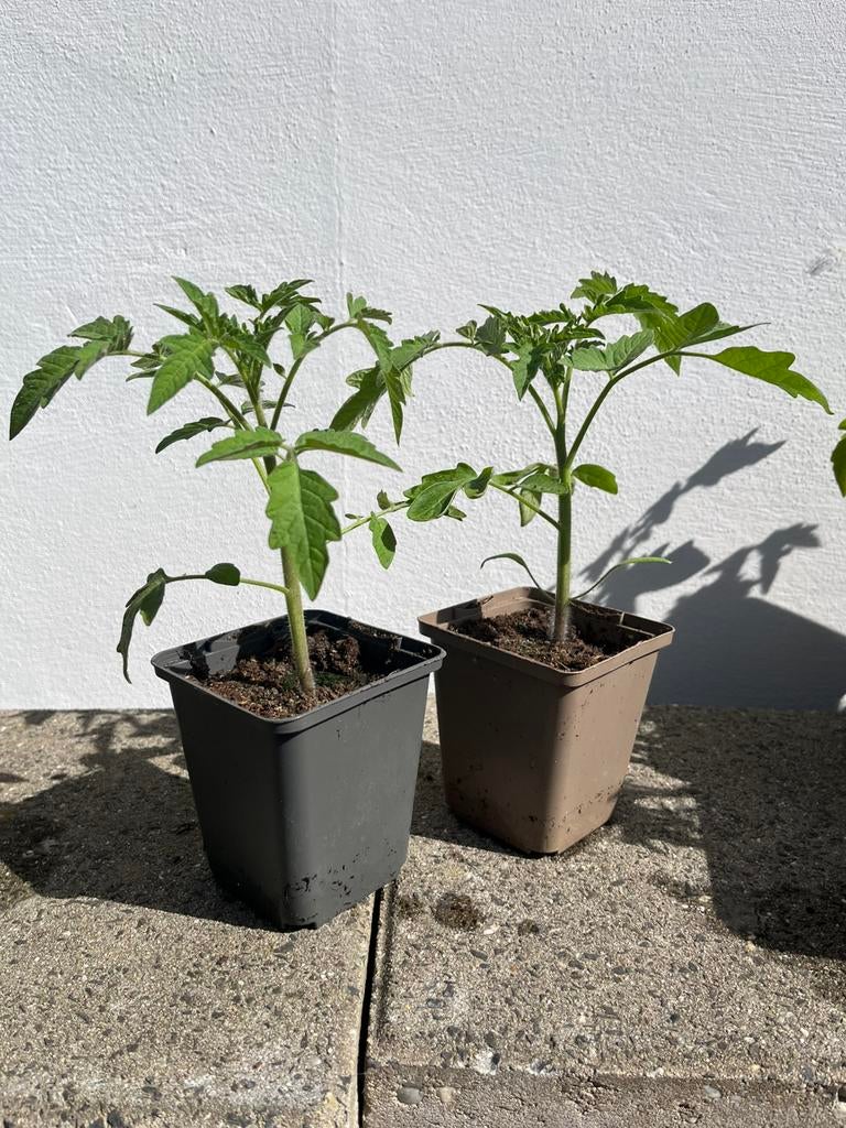 Sterke tomatenplanten, verschillende rassen en hoeveelheden!, Ophalen, Zo goed als nieuw, Rond, Minder dan 30 cm