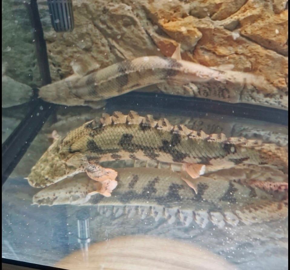 Polypterus bichir endlicherii, Dieren en Toebehoren