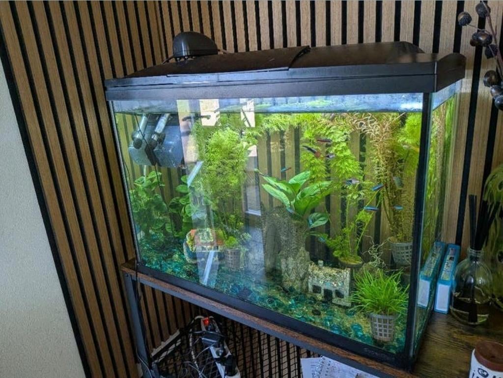 Aquarium, Ophalen, Zo goed als nieuw, Gevuld zoetwateraquarium