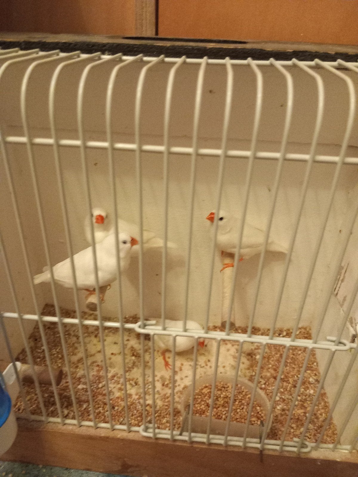 witte zebravinken, Meerdere dieren, Tropenvogel