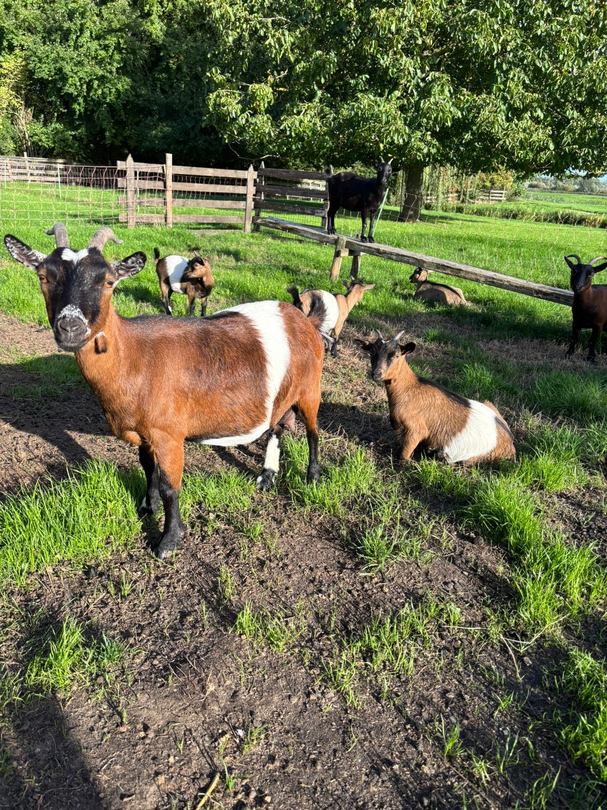 Bruine lakenvelder geit, Dieren en Toebehoren, Vrouwelijk, Geit, 3 tot 5 jaar
