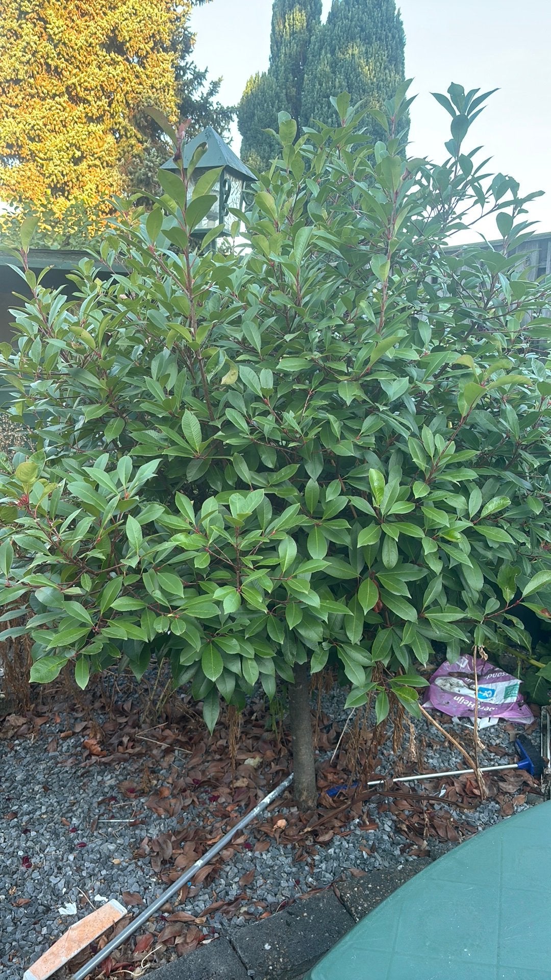 Planten gratis af tehalen, Tuin en Terras, Planten | Struiken en Hagen, Ophalen