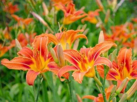 Gratis 4-5 struiken Dag lelies - Oranje bloemen voor uw tuin, Volle zon, Vaste plant, Zomer, Ophalen