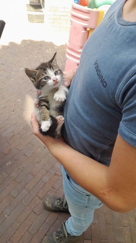 Poesjes, Geslacht onbekend, Ontwormd, 0 tot 2 jaar