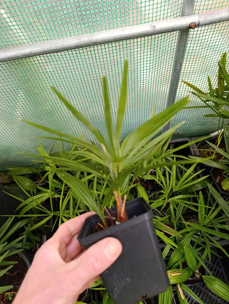 Trachycarpus wagnerianus x princeps, Ophalen of Verzenden, Overige soorten, Volle zon