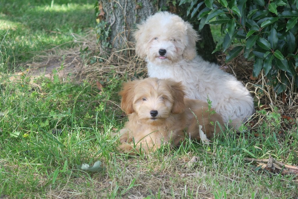 Boomer pups reutjes, Dieren en Toebehoren, Parvo, Maltezer, Nederland, Reu
