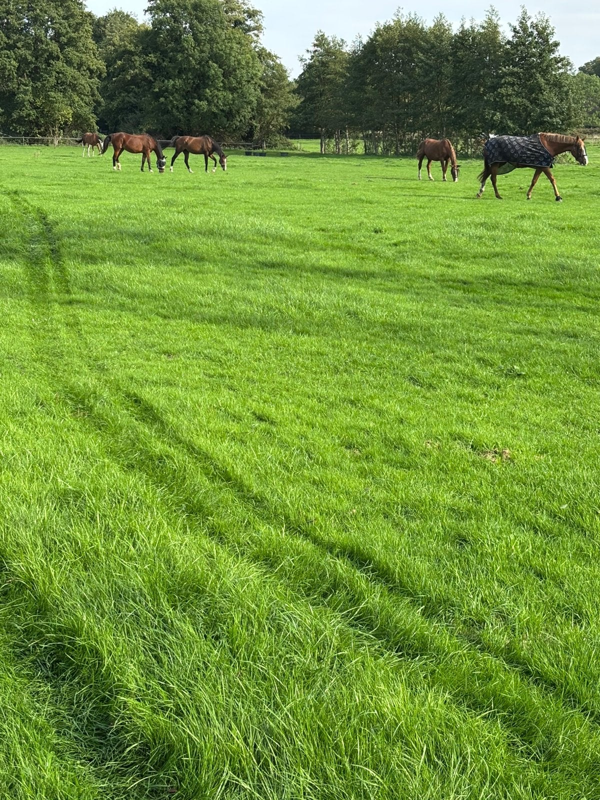 Pensioen stalling, Dieren en Toebehoren, Weidegang