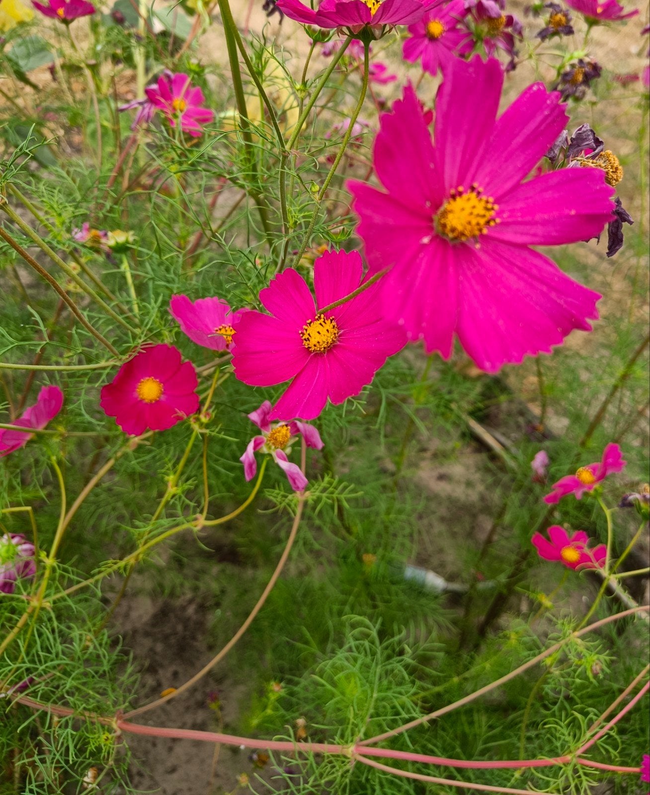 Zaden Cosmea - Cosmos Bipinnatus BIO, Tuin en Terras, Ophalen of Verzenden, Volle zon