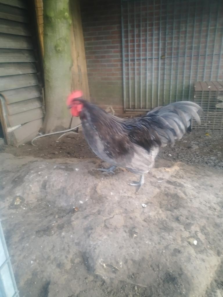 Mooie grote jonge australorp haan, Dieren en Toebehoren, Pluimvee, Mannelijk, Kip