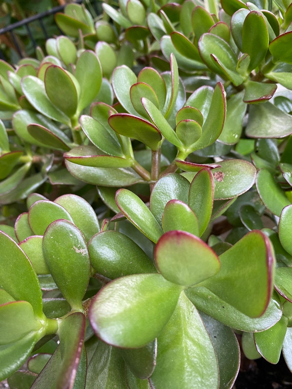 Geldboom (Crassula ovata), Huis en Inrichting, Ophalen, Vetplant, Halfschaduw, Minder dan 100 cm