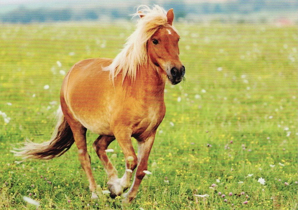 Bruin paard loopt je tegemoet. 540, Verzamelen, Ophalen of Verzenden, 1980 tot heden, Ongelopen, Paard