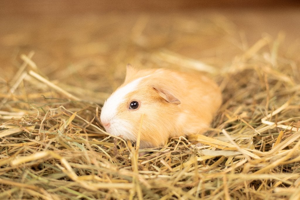 Cavia zeugjes | Jonge cavia's | Gezonde dieren, Dieren en Toebehoren, Cavia, Vrouwelijk, Mei, Tam