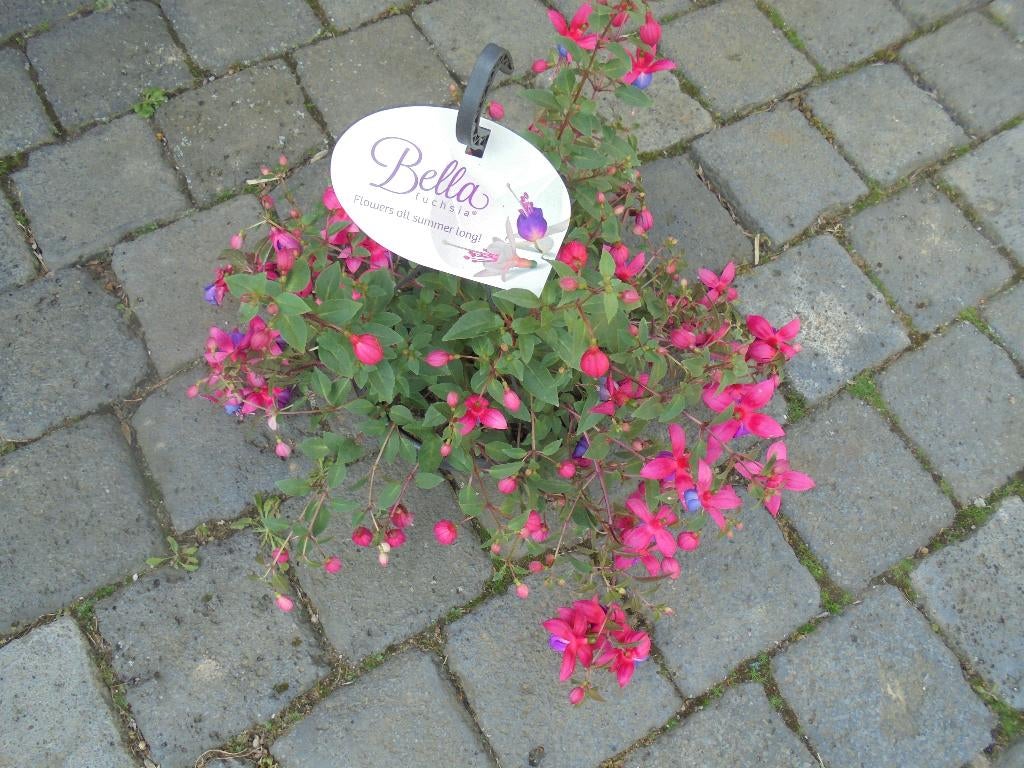 hangpot fuchia, Ophalen of Verzenden, Eenjarig, Overige soorten, Volle zon