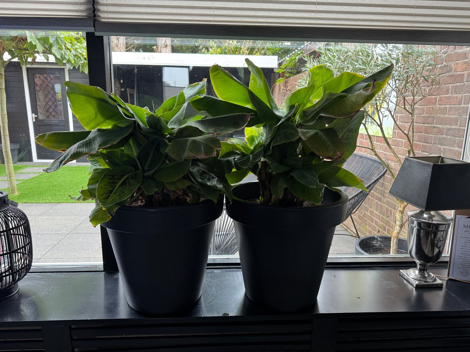 Grote bananenplanten zonder pot, Ophalen, Volle zon, Vaste plant, Bloeit niet