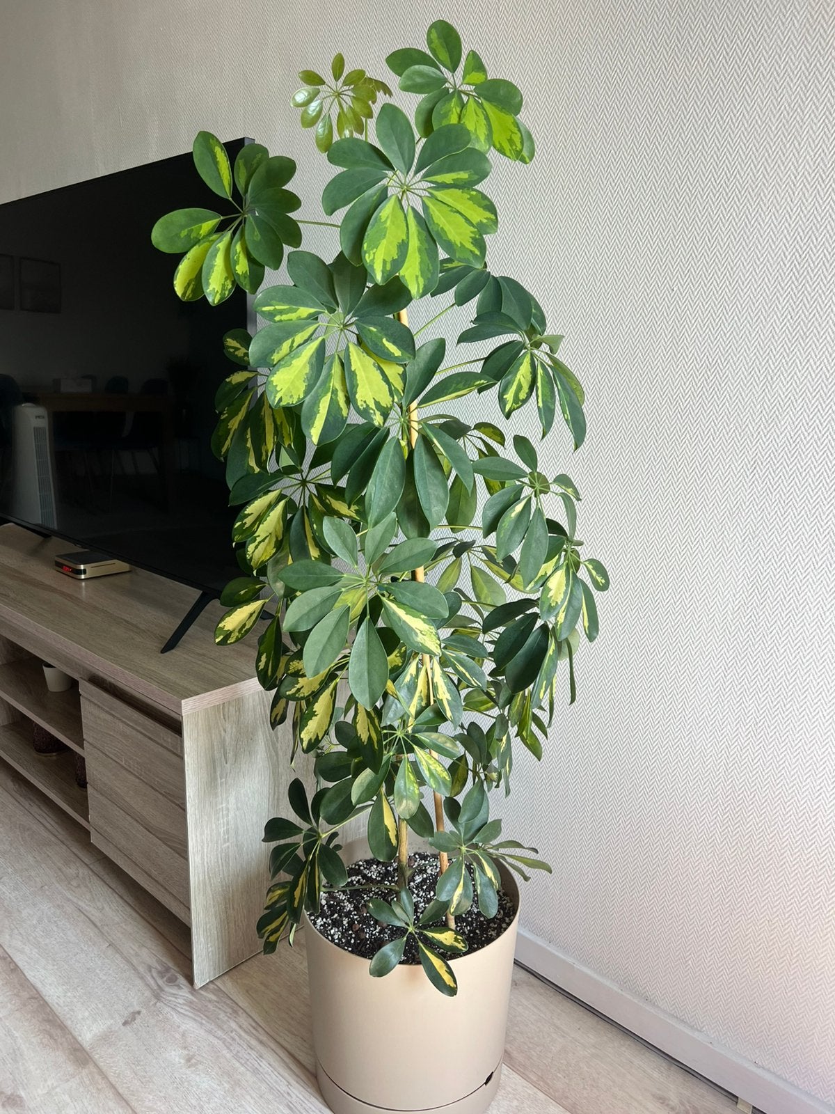 Grote kamerplant, Huis en Inrichting, Kamerplanten, Ophalen of Verzenden, Halfschaduw, Minder dan 100 cm