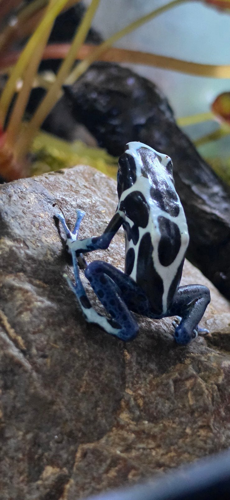 pijlgifkikker Frog photo 6