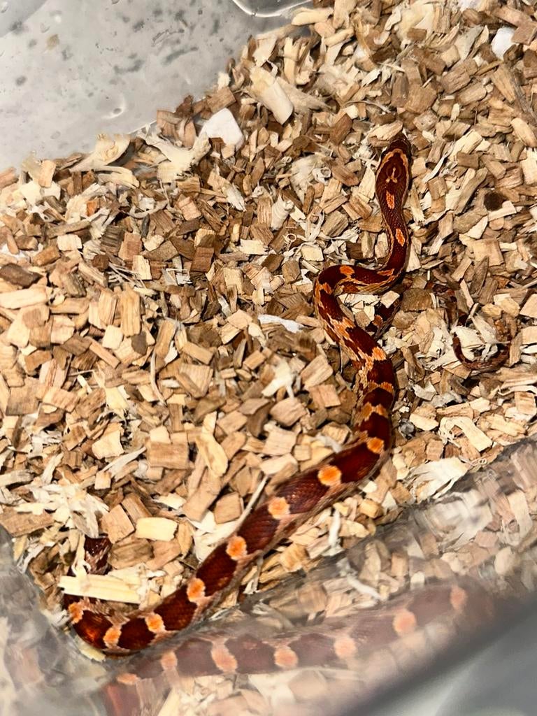 Baby Ratten slang, Dieren en Toebehoren, Reptielen en Amfibieën, Slang, Tam