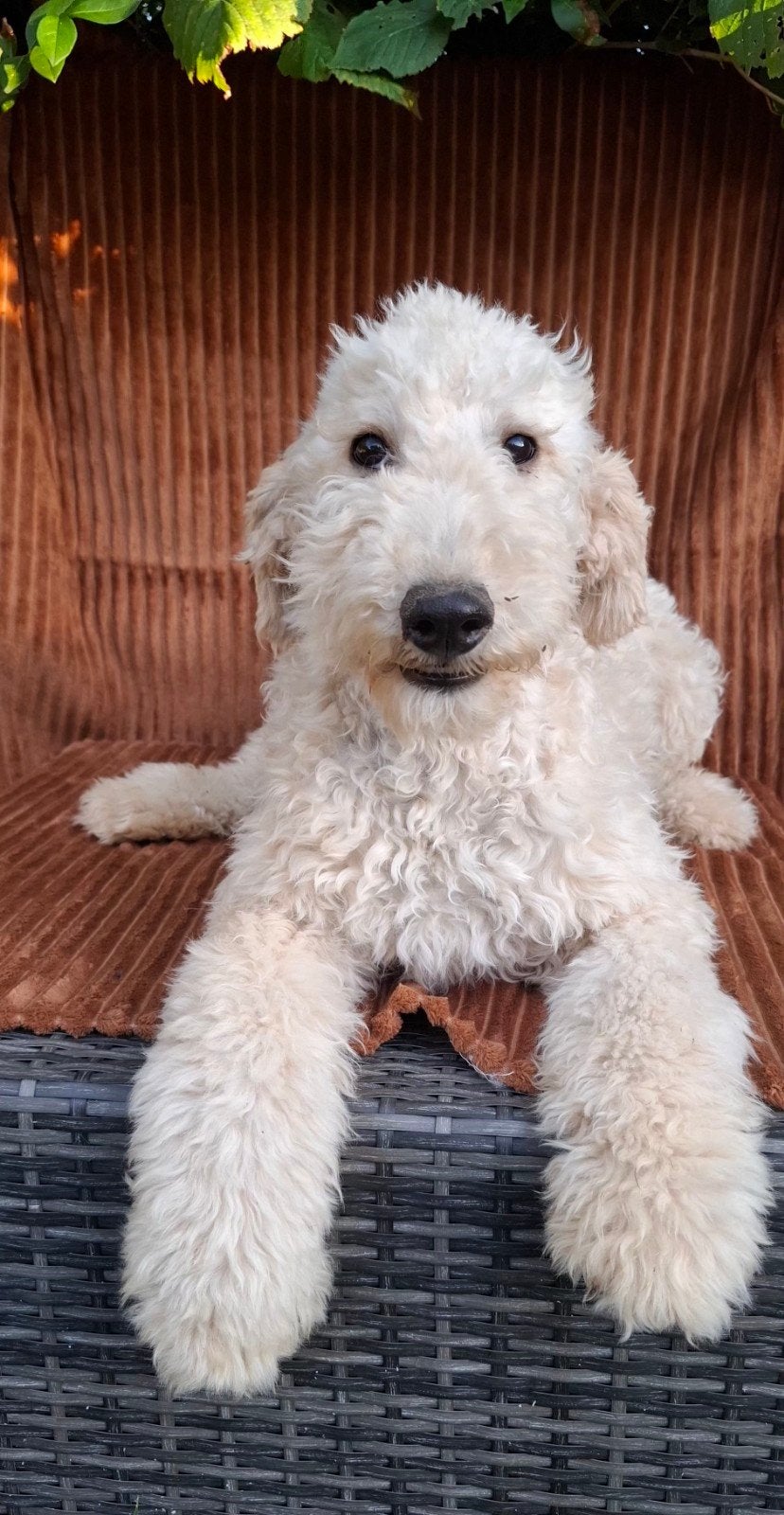 Prachtige gezonde abrikoos koningspoedel pup (middenmaat), Poedel, 15 weken tot 1 jaar, CDV (hondenziekte), Meerdere