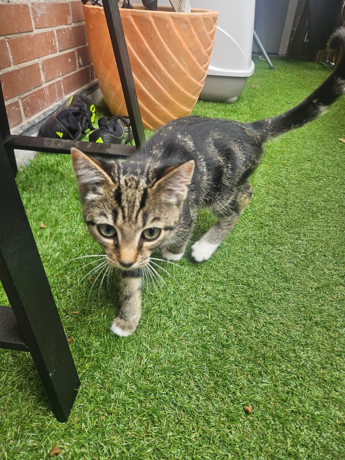 Kitten, Dieren en Toebehoren, Poes, Ontwormd