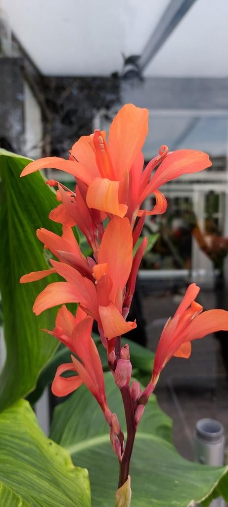 Canna Altesteini bollen, Ophalen of Verzenden, Voorjaar, Volle zon, Knol