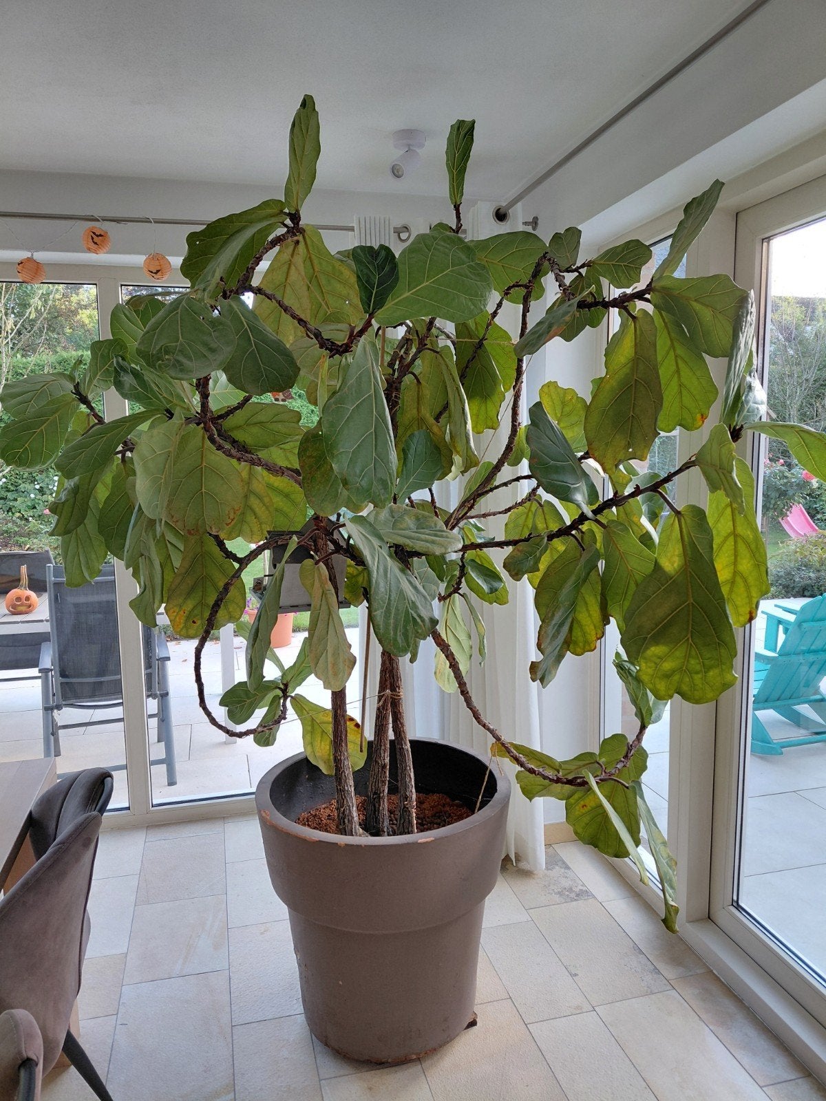 Grote Ficus kamerplant - 25 jaar oud, 2.60m hoog, Huis en Inrichting, Ophalen, Ficus, Halfschaduw