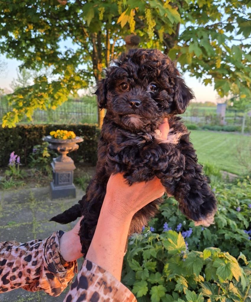 Lieve Maltipoo pup teefje., Dieren en Toebehoren, Overige rassen, 8 tot 15 weken, CDV (hondenziekte), Meerdere