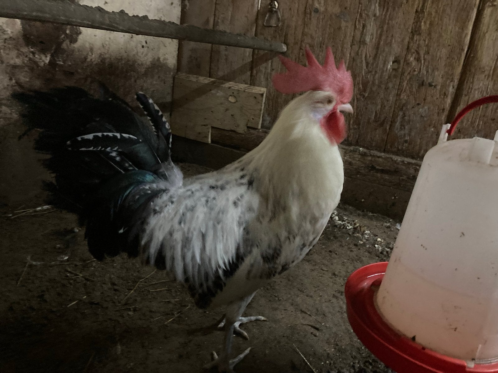 Zilverpel hanen. Groot model. Geen krieltjes, Dieren en Toebehoren, Pluimvee, Mannelijk, Kip