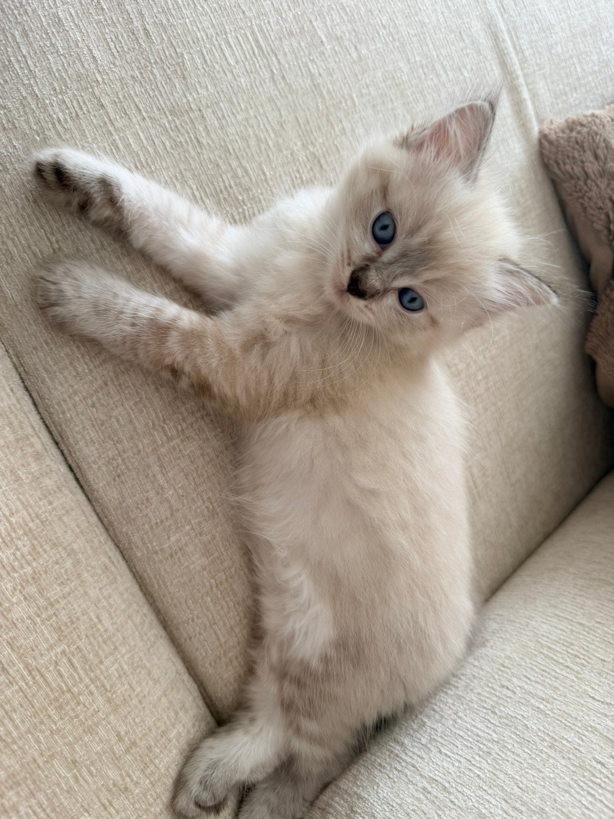 Ragdoll kittens, Poes