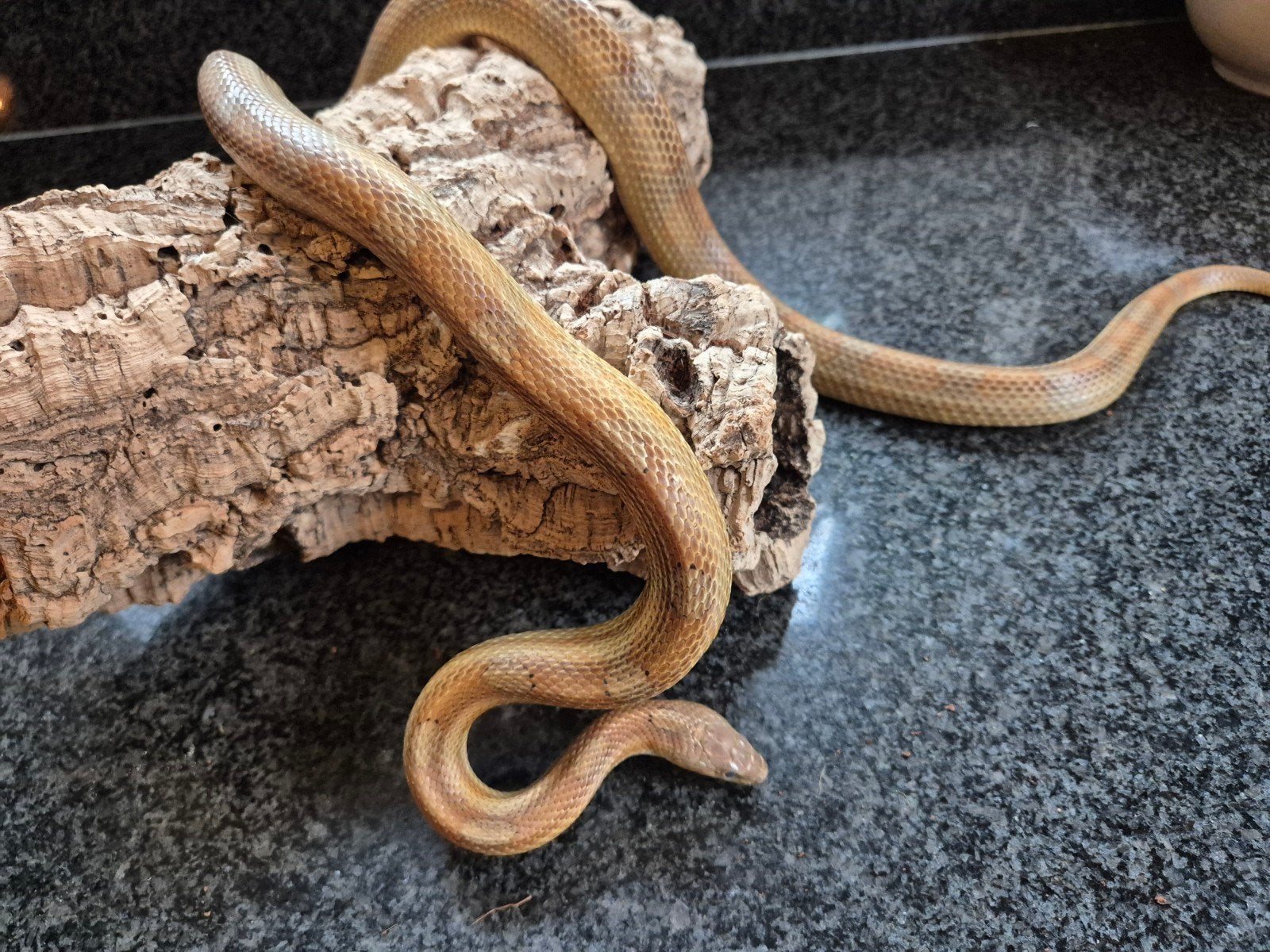 Bewezen koppel rattenslangen met legsel, Dieren en Toebehoren, Reptielen en Amfibieën, Slang, Tam, 3 tot 6 jaar