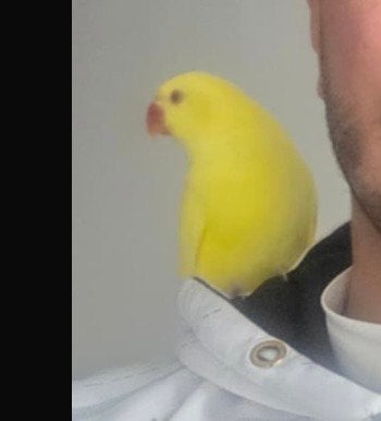 Gele halsband parkiet, Dieren en Toebehoren, Vogels | Parkieten en Papegaaien, Vrouwelijk, Parkiet, Tam