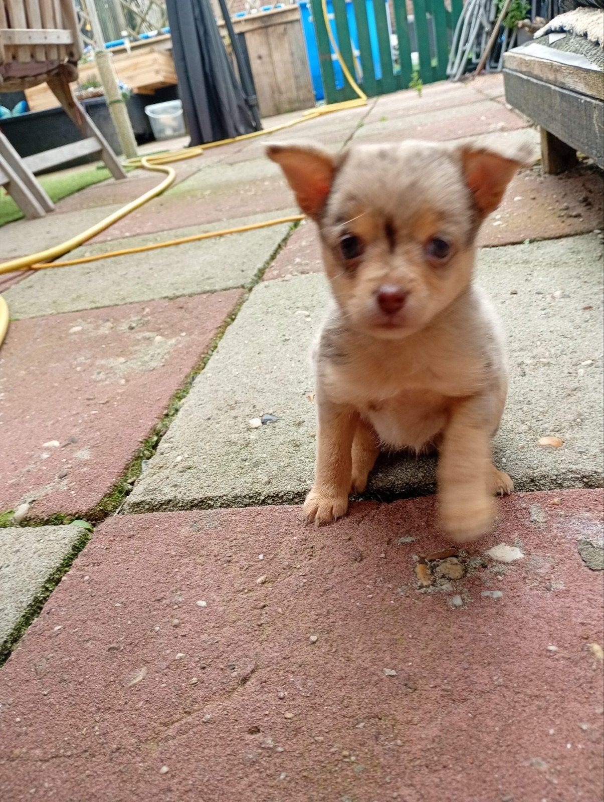 Zeer mooie chihuahua Yorks Terrier kruising teefje, Dieren en Toebehoren, Honden | Chihuahua's en Gezelschapshonden, 8 tot 15 weken
