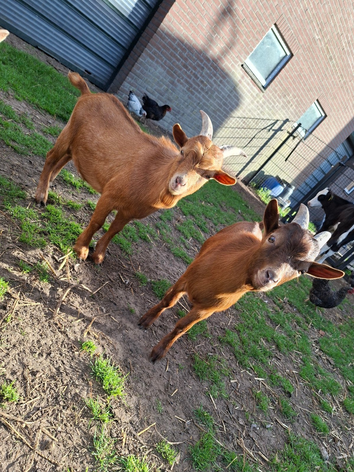 2 jonge dwergbokjes, Mannelijk