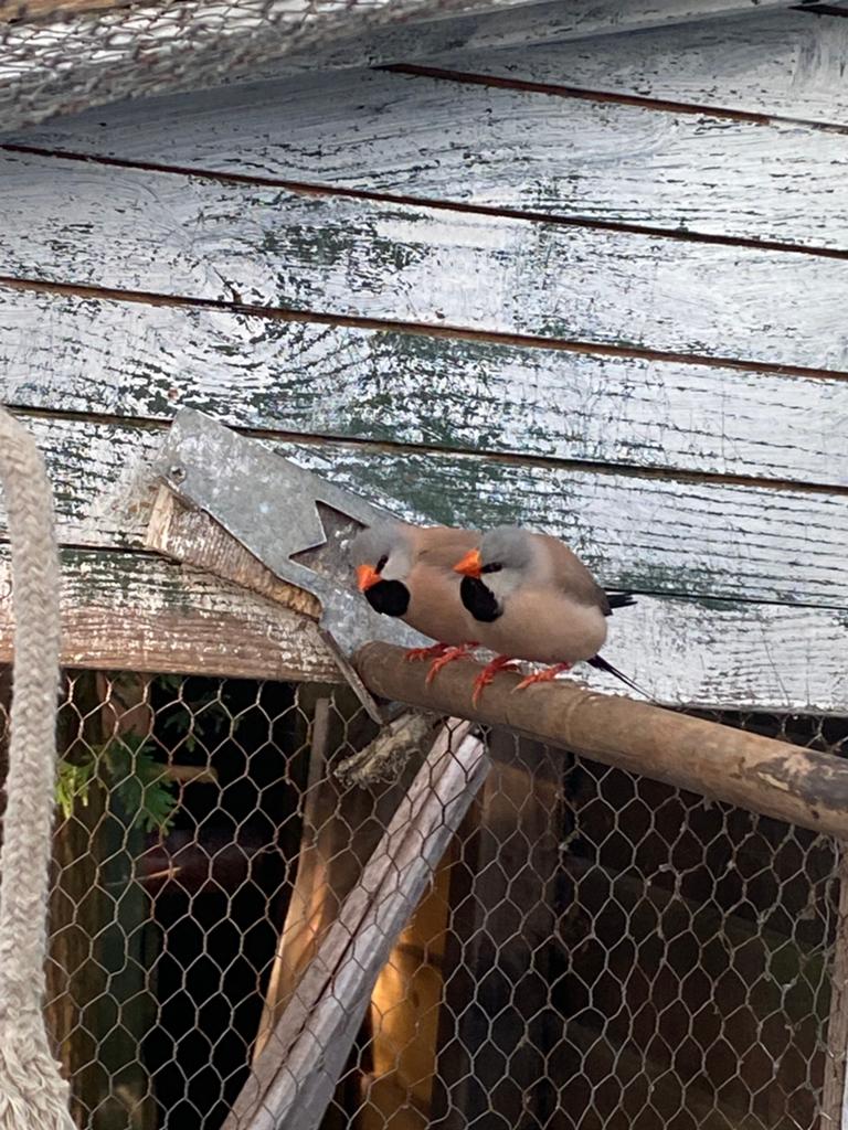 Koppel spitstaart amadines, Dieren en Toebehoren, Meerdere dieren, Parkiet
