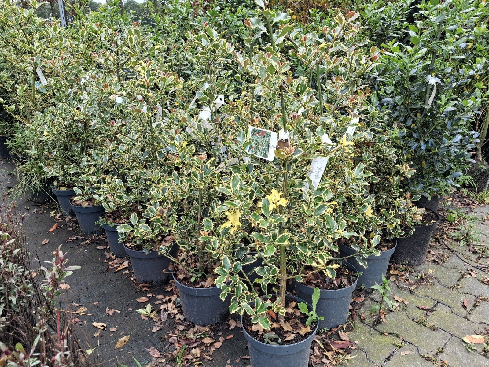 Ilex aquifolium 'Argentea Marginata' - Bonte Hulst, Overige soorten, Vaste plant, Ophalen of Verzenden, Halfschaduw