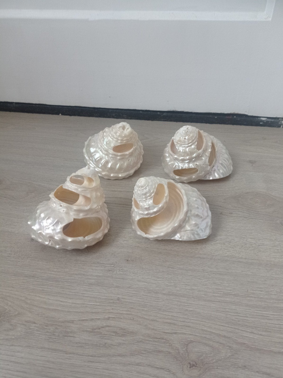 Schelpen 4 White parelmoer - zeldzaam 13 cm, Ophalen of Verzenden