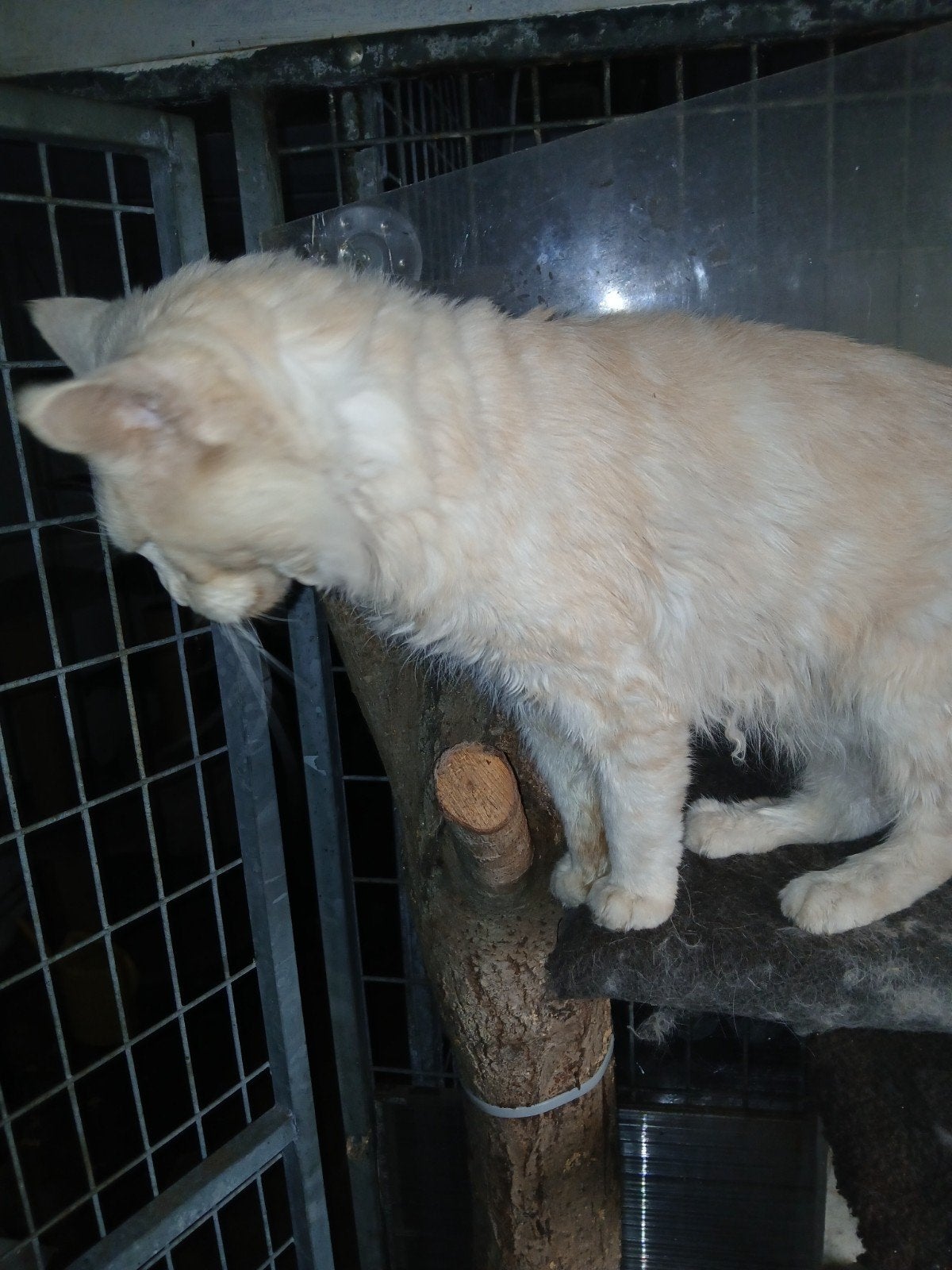 3 maine coon dek katers, 0 tot 2 jaar