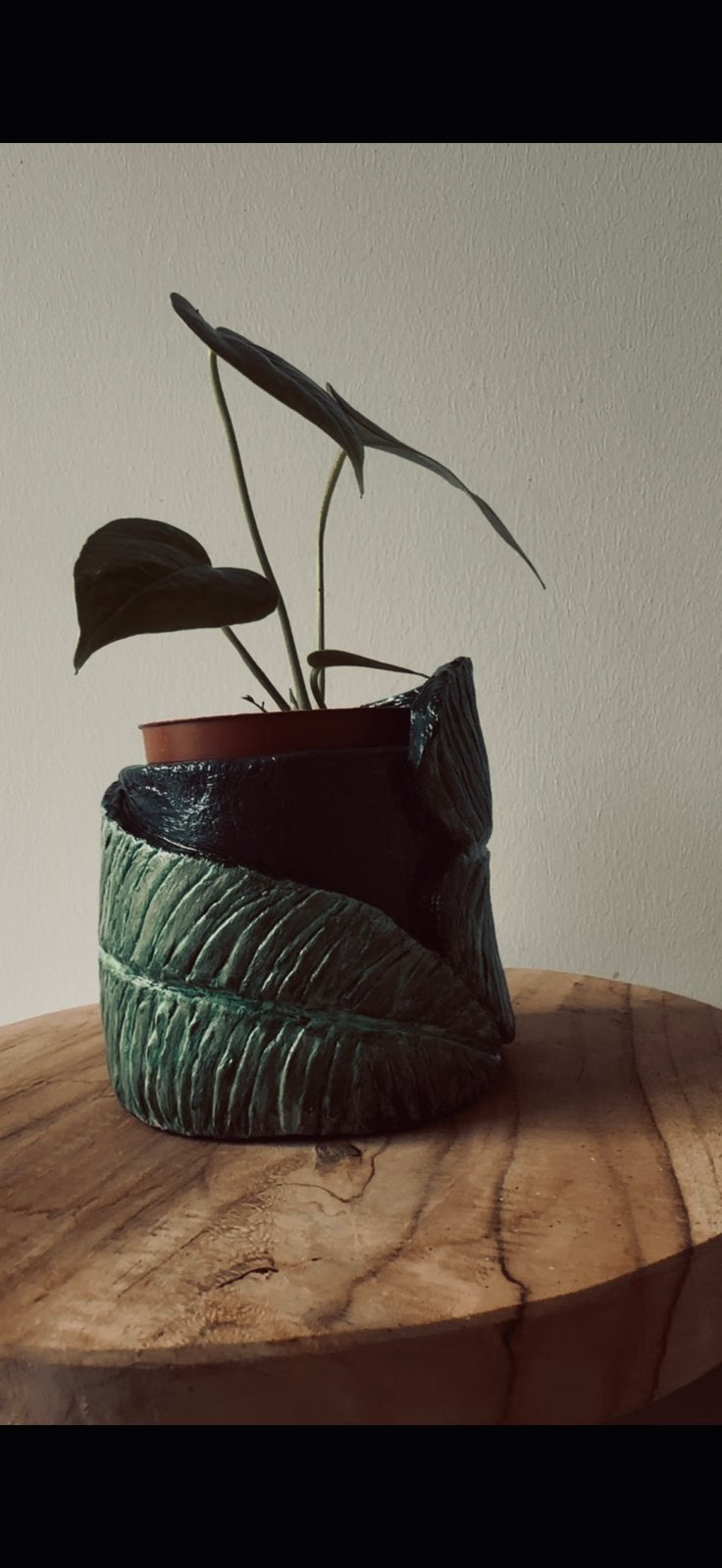 Baby Anthurium Veitchii incl. handmade pot, Huis en Inrichting, Kamerplanten, Verzenden, Halfschaduw, Minder dan 100 cm
