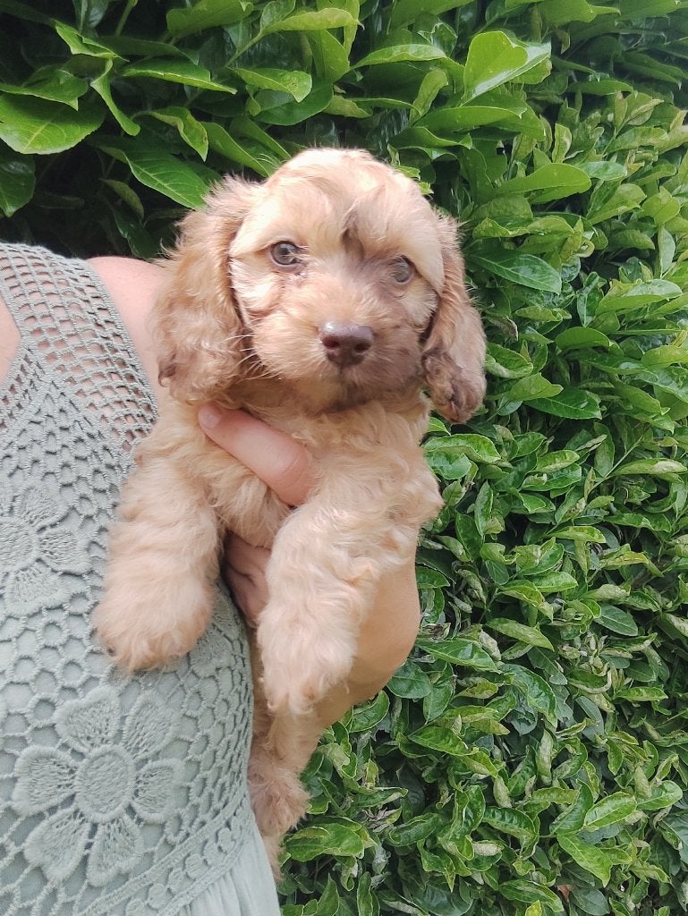 Toypoedel x Dwergteckel pups, Dieren en Toebehoren, Honden | Teckels en Dashonden, Parvo, België, Particulier, 8 tot 15 weken