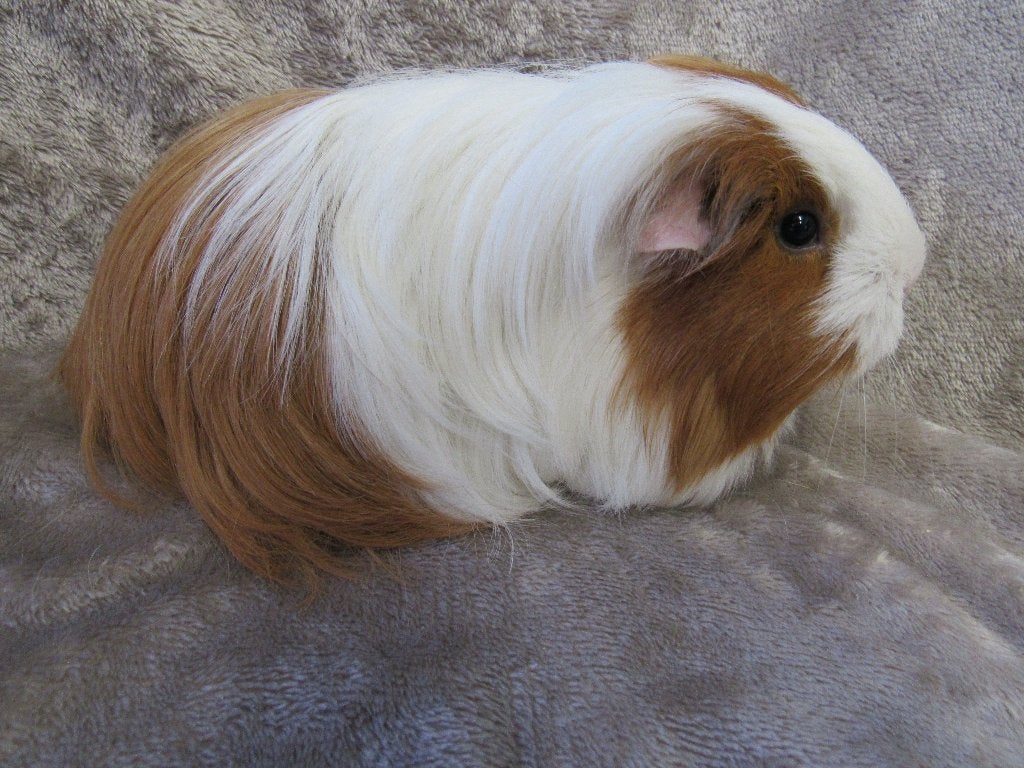 Opgroeiend sheltiezeugje, Dieren en Toebehoren, Januari, Vrouwelijk, Cavia
