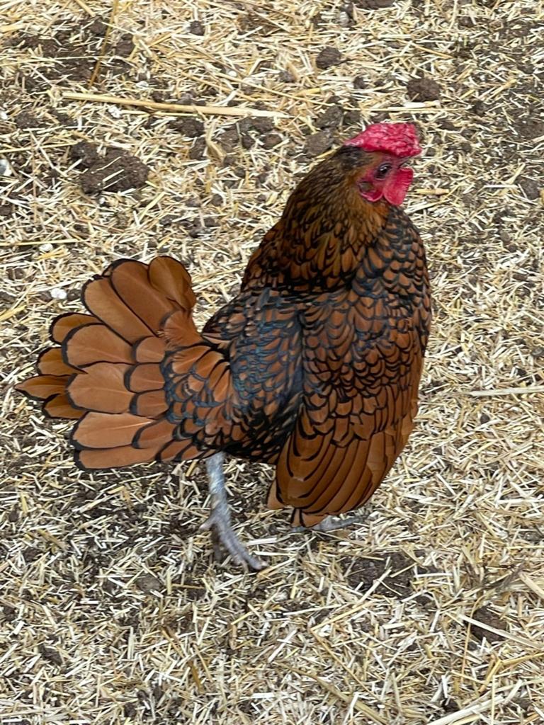 Sebright kuikens goud/zwart gezoomd., Dieren en Toebehoren, Pluimvee, Meerdere dieren, Kip