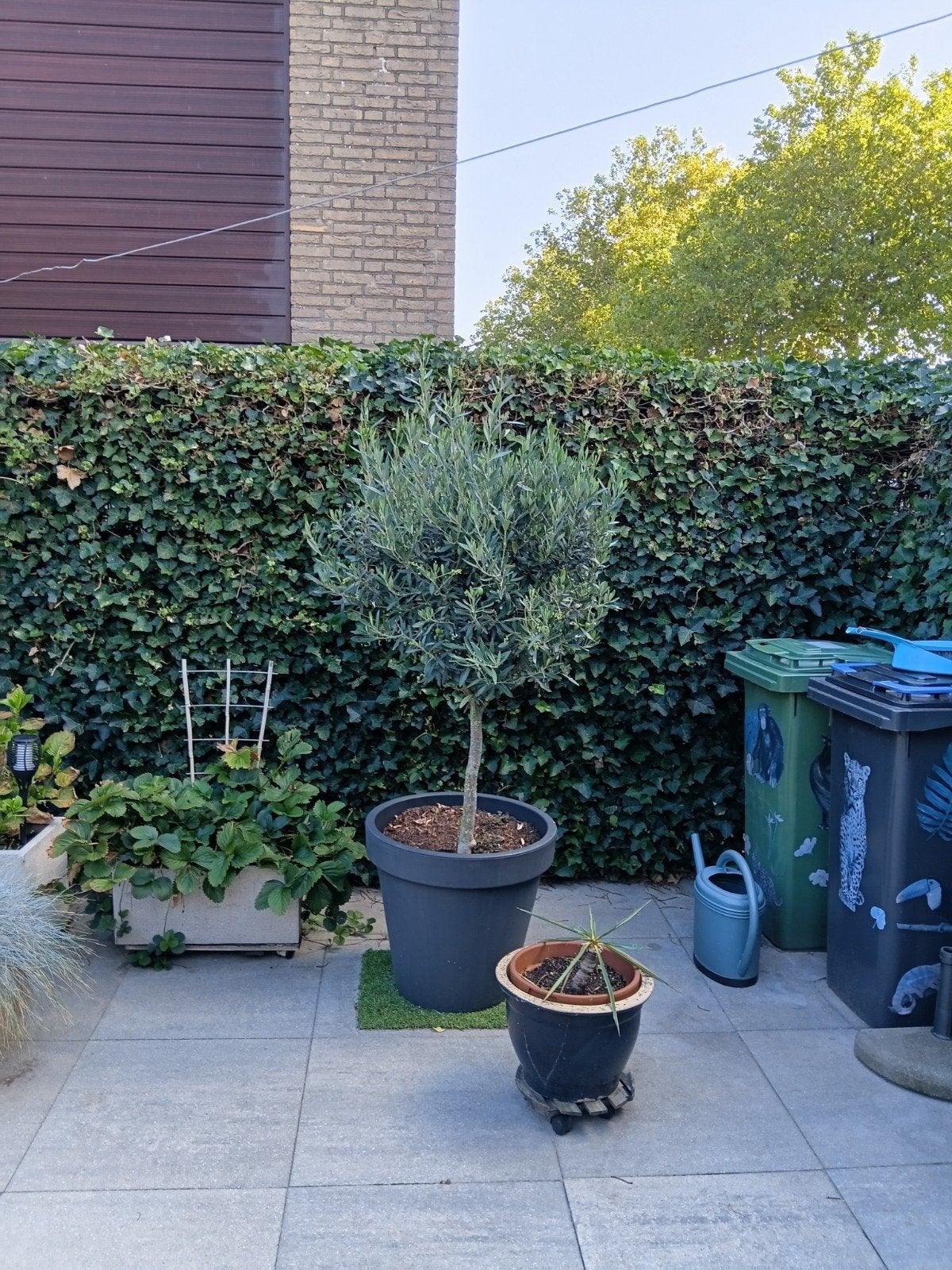 olijfboom met pot, Tuin en Terras, Bloeit niet, 100 tot 250 cm, Olijfboom, Ophalen